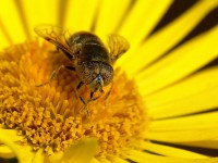 /album/makro/makro-001-jpg/