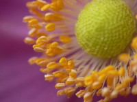 /album/makro/makro-002-jpg/