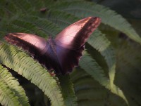 /album/zvirata/zvirata-002-jpg/