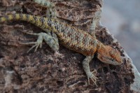 /album/fotogalerie-2012-usa/usa-dovolena-029-jpg/