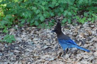 /album/fotogalerie-2012-usa/usa-dovolena-111-jpg/