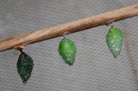 /album/zvirata/zvirata-005-jpg/