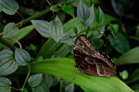 /album/zvirata/zvirata-006-jpg/