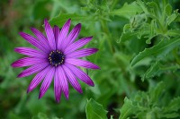 /album/botanika/botanika-010-jpg/