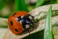 /album/makro/makro-012-jpg/