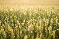 /album/botanika/botanika-016-jpg/