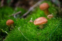 /album/fotogalerie5/rakousko-20-jpg/