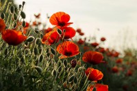 /album/botanika/botanika-020-jpg/